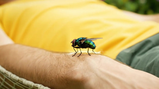 The Fly | Sci-Fi Fantasy Shapeshifting Short Film